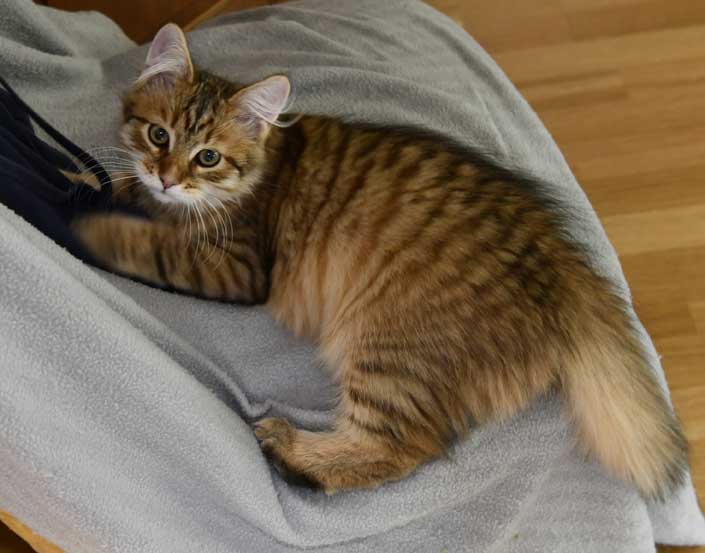 Sibirisk kattunge Mimas