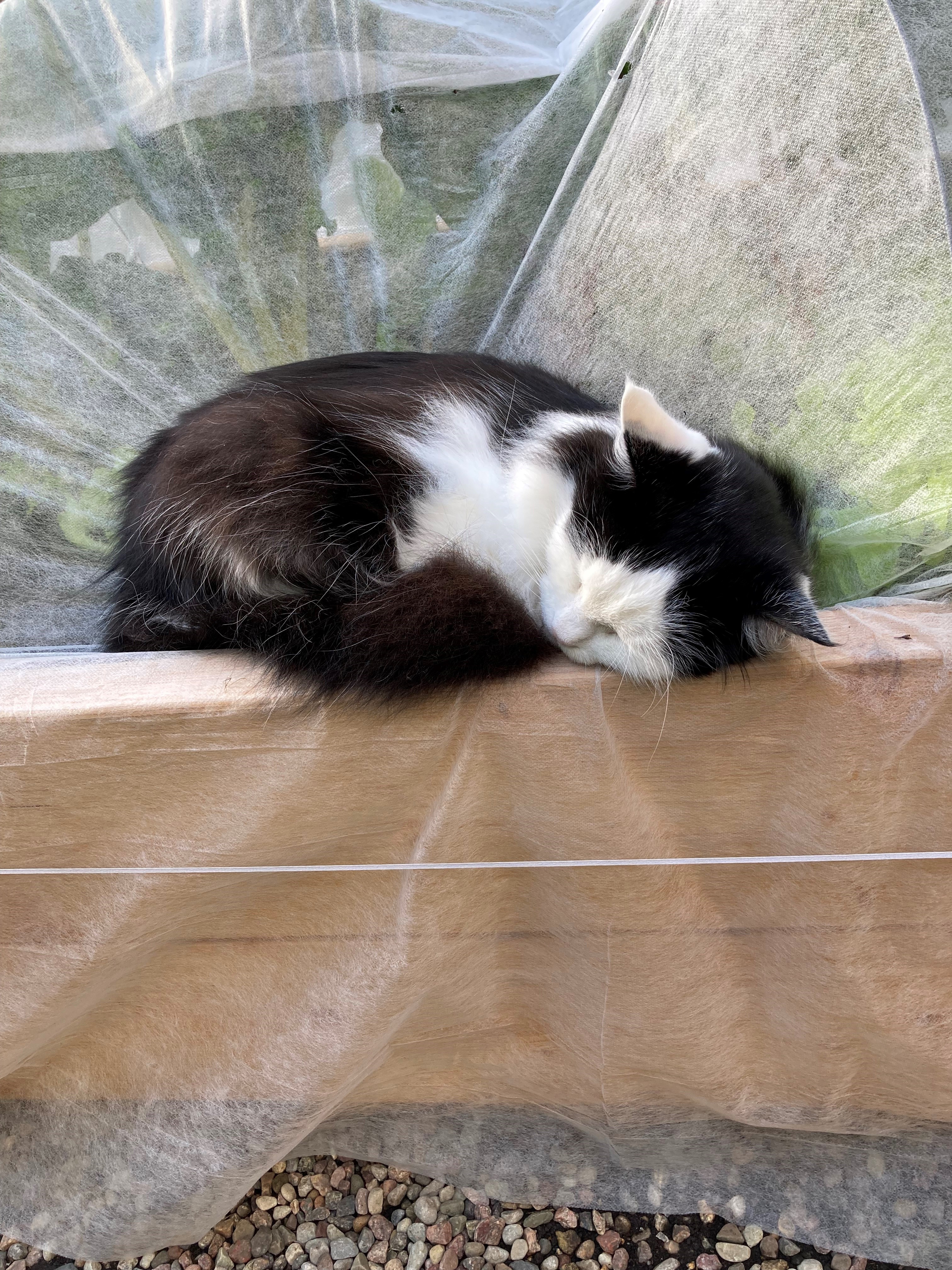 Sibirisk katt Yale