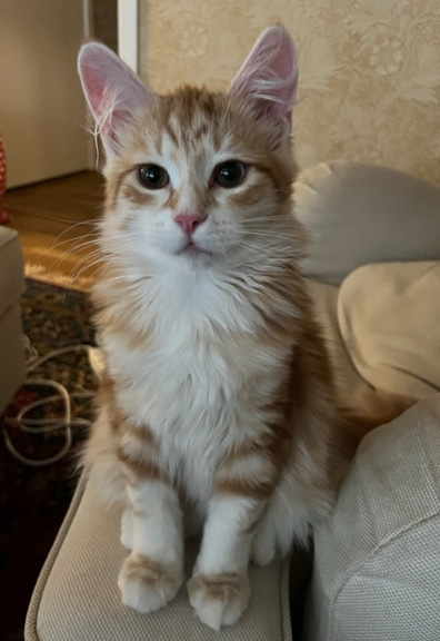 Sibirisk katt Metis
