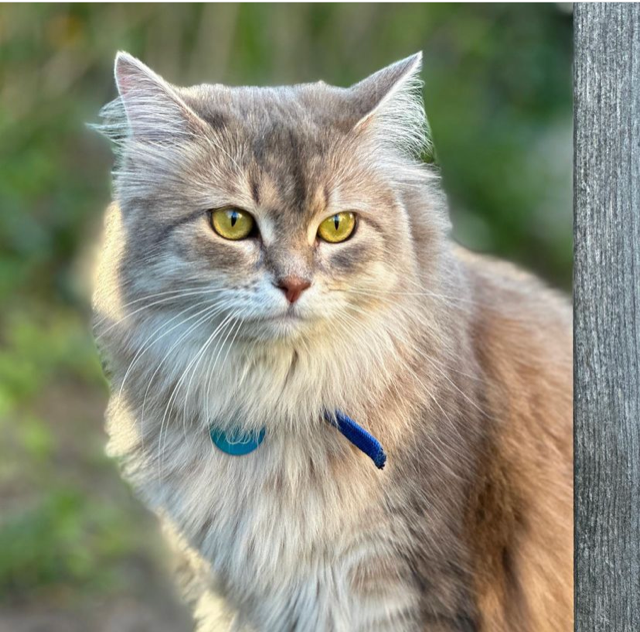 Sibirisk katt Fabiola