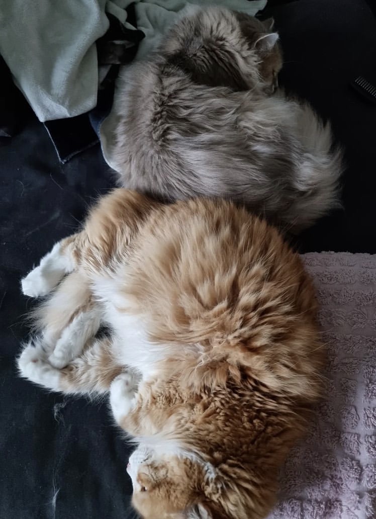 Sibirisk katt Gryphon Mr Spock