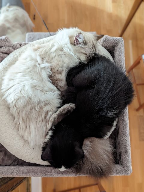 Sibirisk katt Neva Lewis Kate