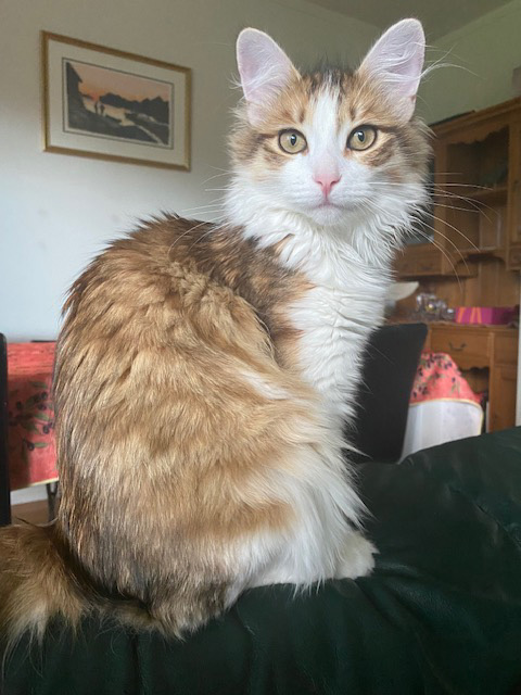 Sibirisk katt Lambert