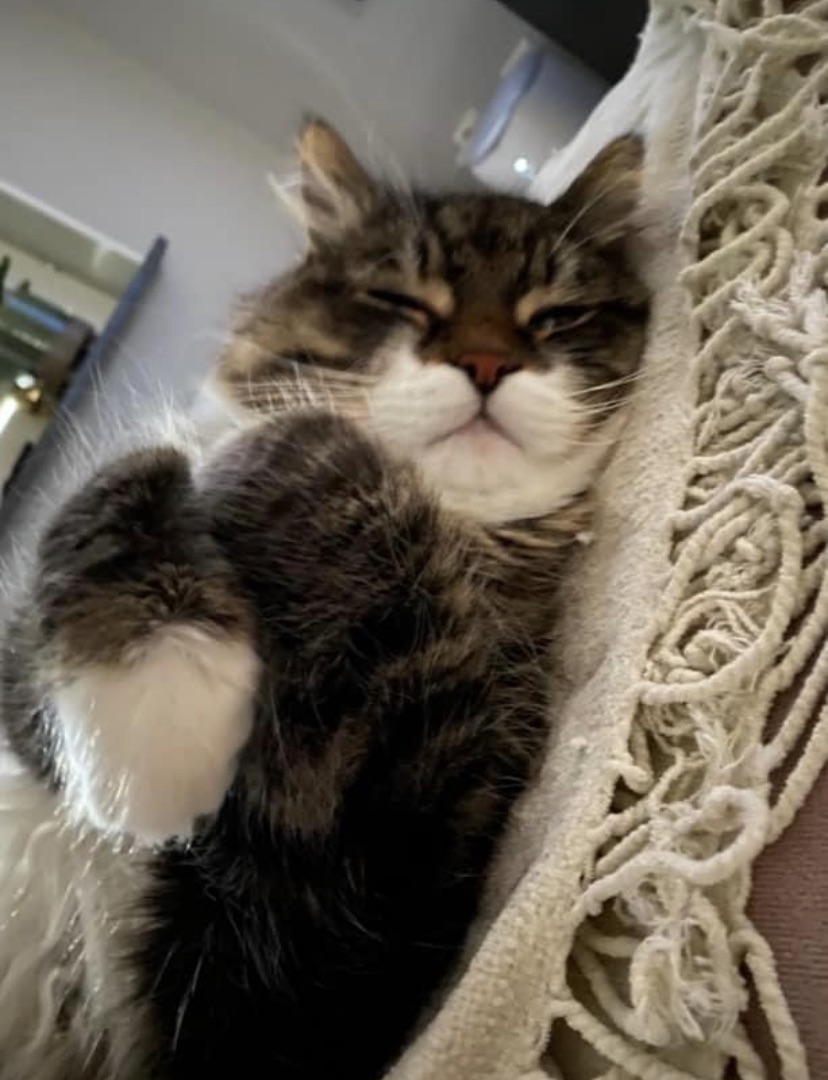 Sibirisk katt Zwicky