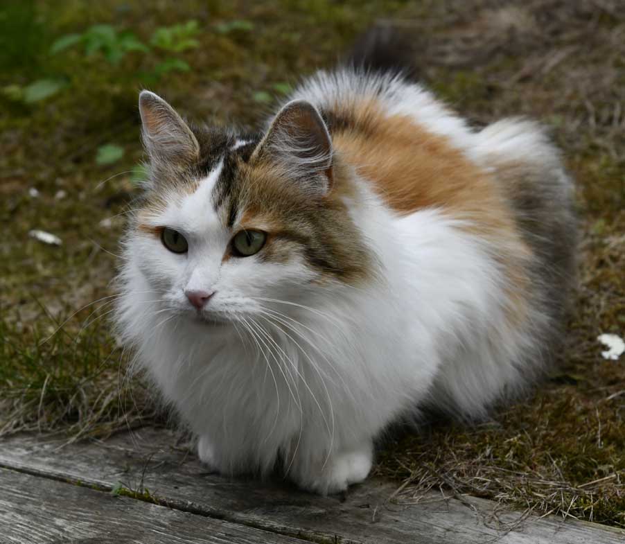 Sibirisk katt Tracie