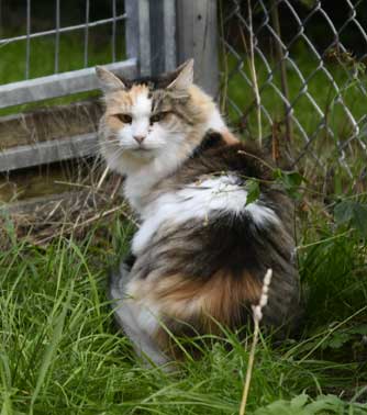 Sibirisk katt Colbie