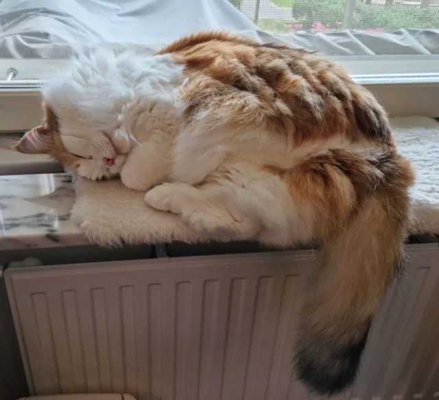 Sibirisk katt Nymphe