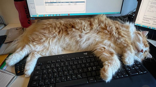 Sibirisk katt Flynn