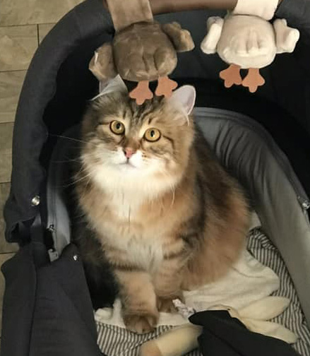 Sibirisk katt Ul