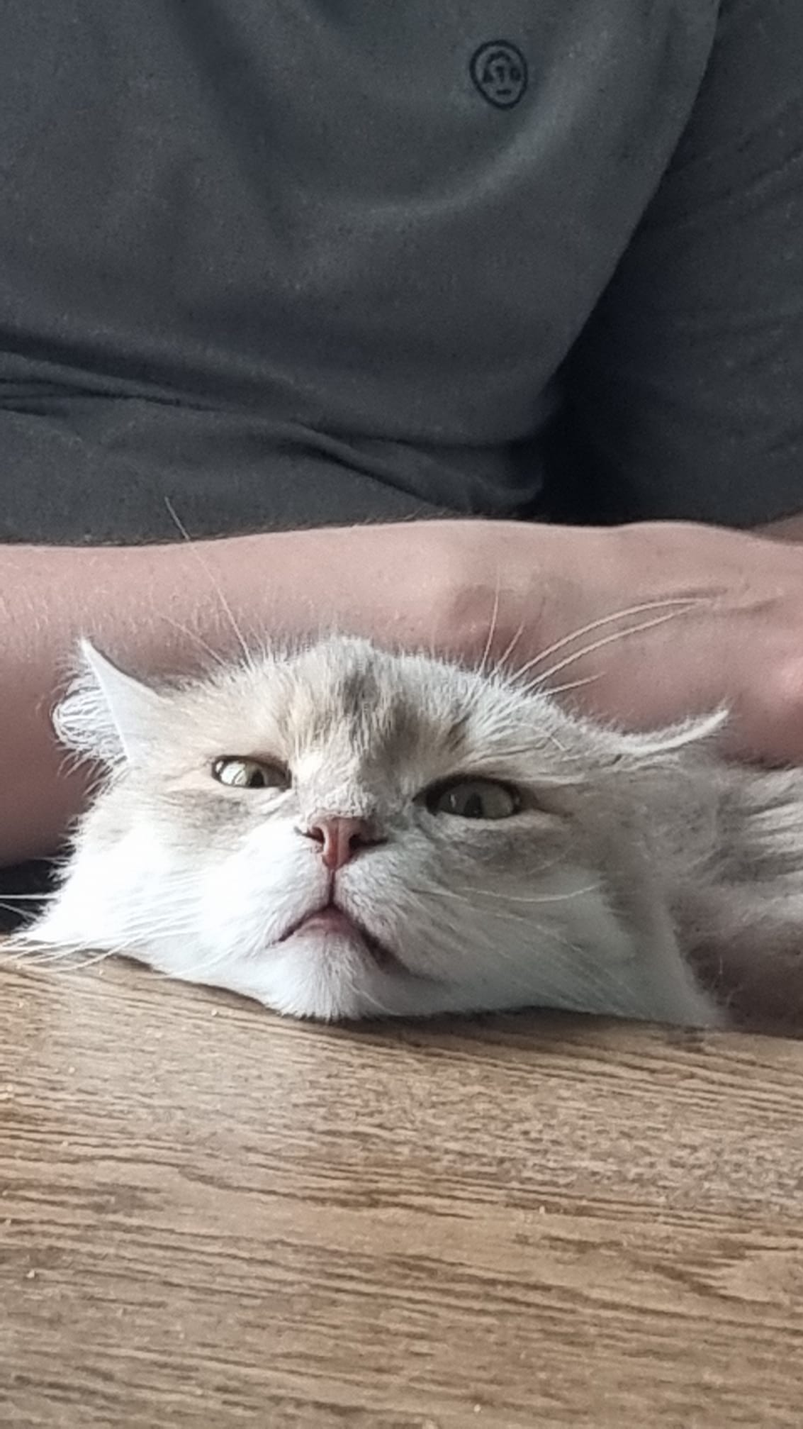 Sibirisk katt Mr Spock