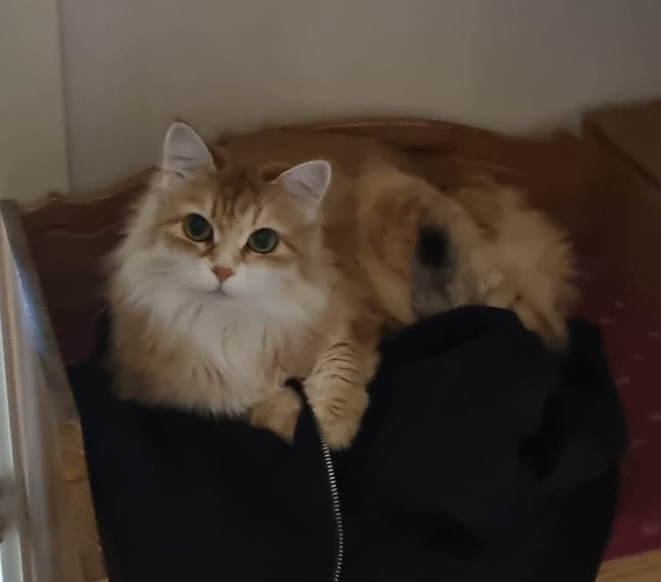 Sibirisk katt Marilyn