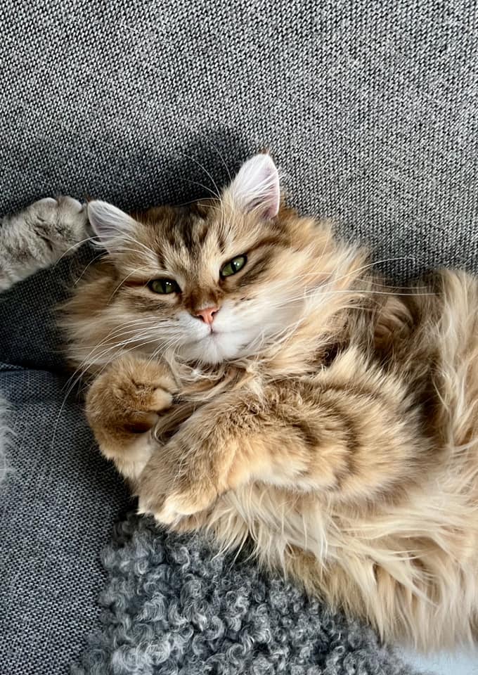 Sibirisk katt Yoko