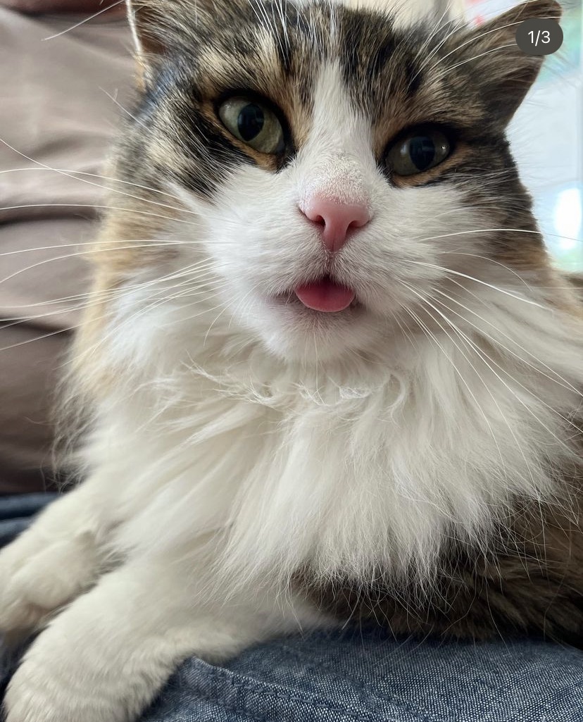 Sibirisk katt Valentine