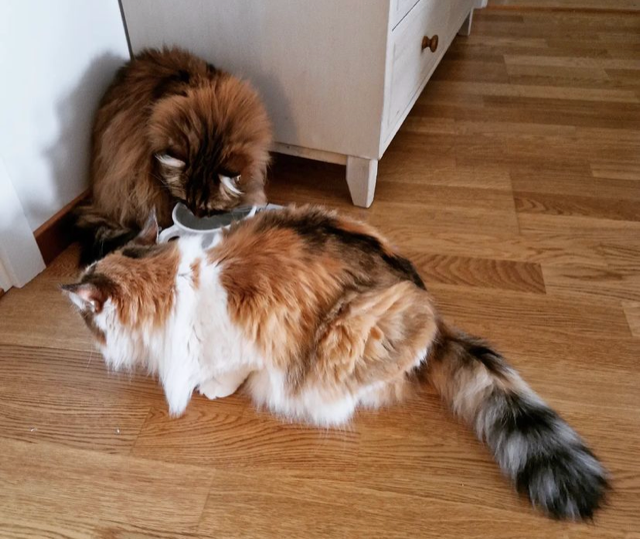 Sibirisk katt Nymphe Orinda