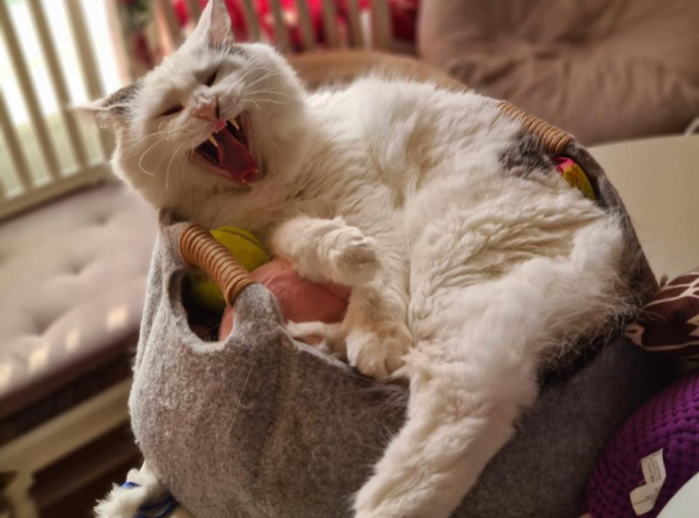 Sibirisk katt Mars