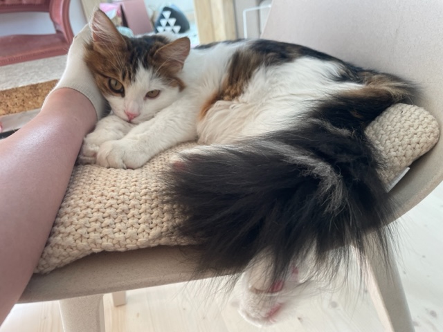 Sibirisk katt Lyman