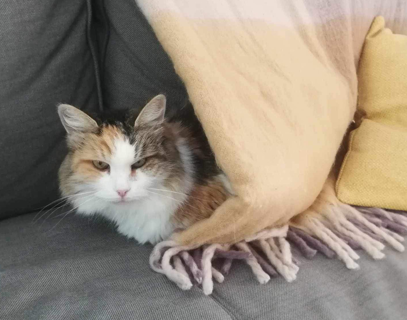 Sibirisk katt Colbie