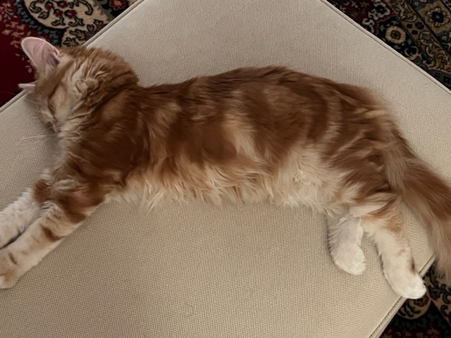 Sibirisk katt Metis