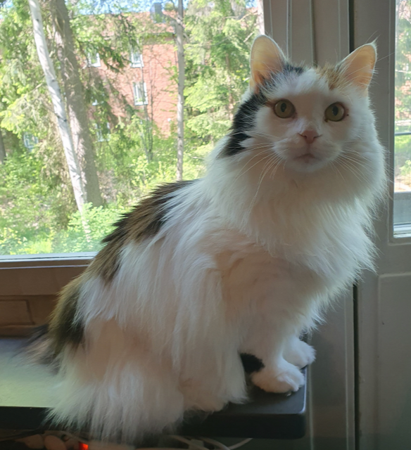 Sibirisk katt Iras
