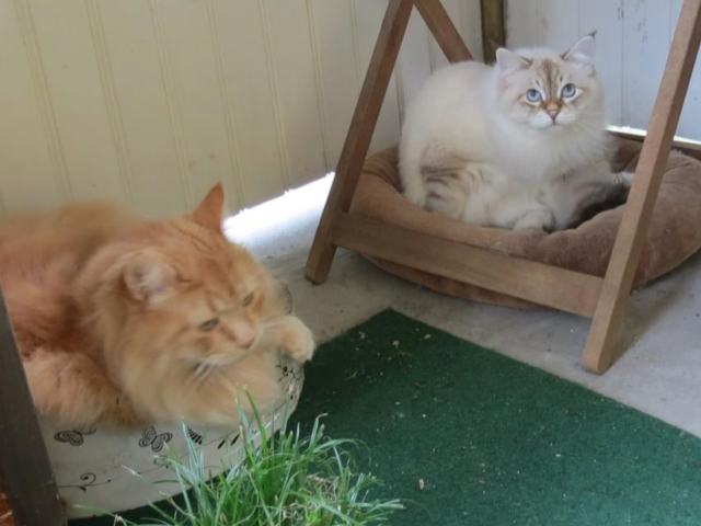 Sibirisk katt Hercules Kepler