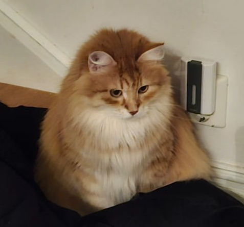 Sibirisk katt Ferrari