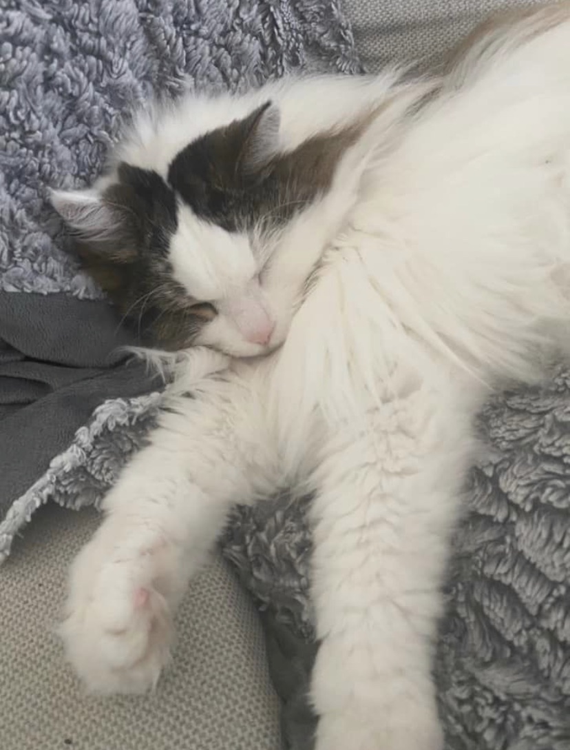 Sibirisk katt Quincy