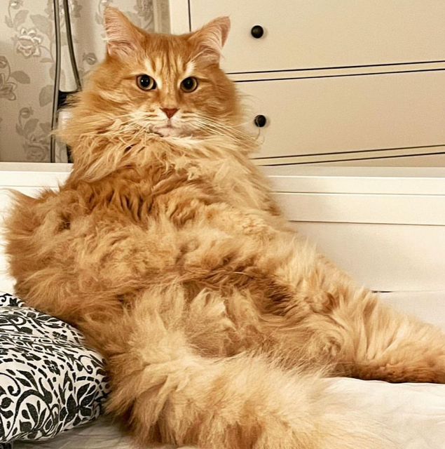 Sibirisk katt Remus