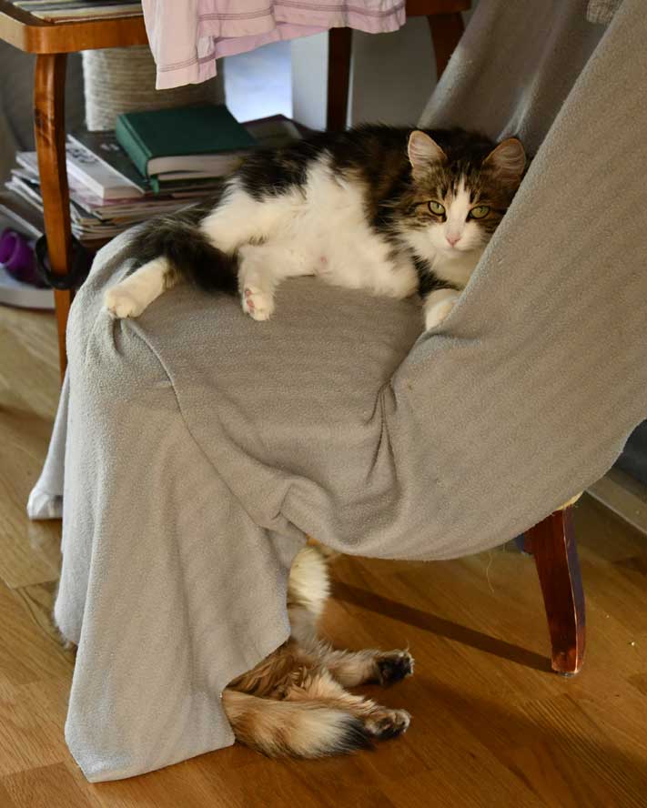 Sibirisk katt Vickie o Uni