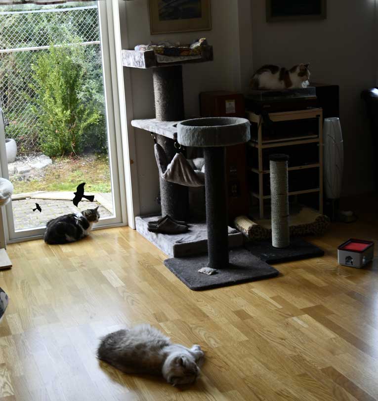 Sibirisk katt Vickie Whiffi Tracie