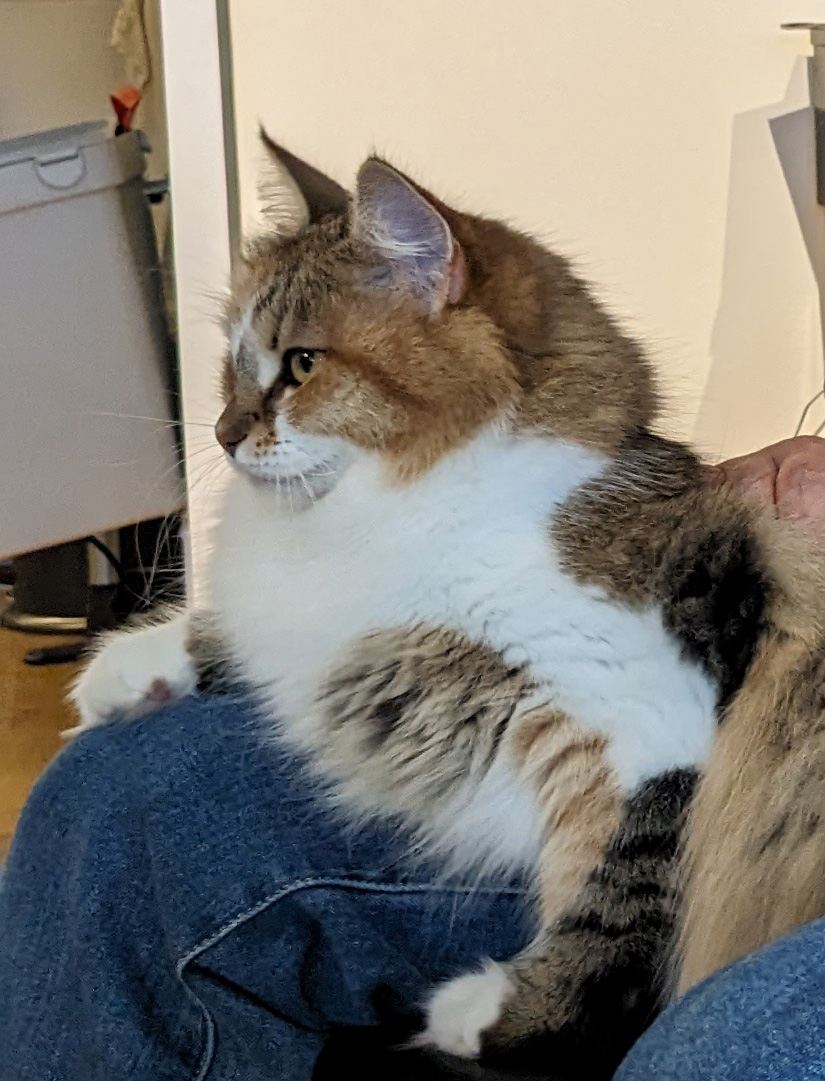 Sibirisk katt Ebella