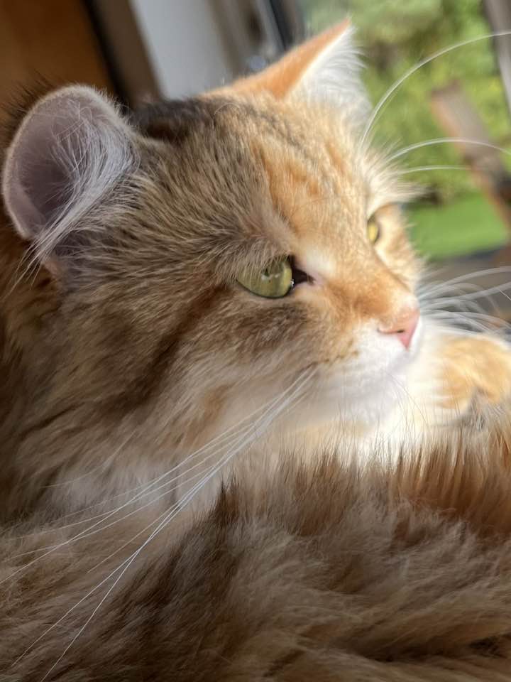 Sibirisk katt Indi