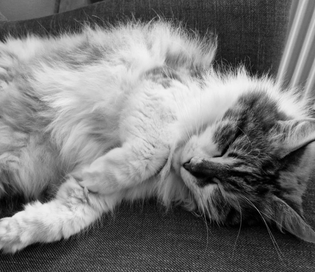 Sibirisk katt Himalia