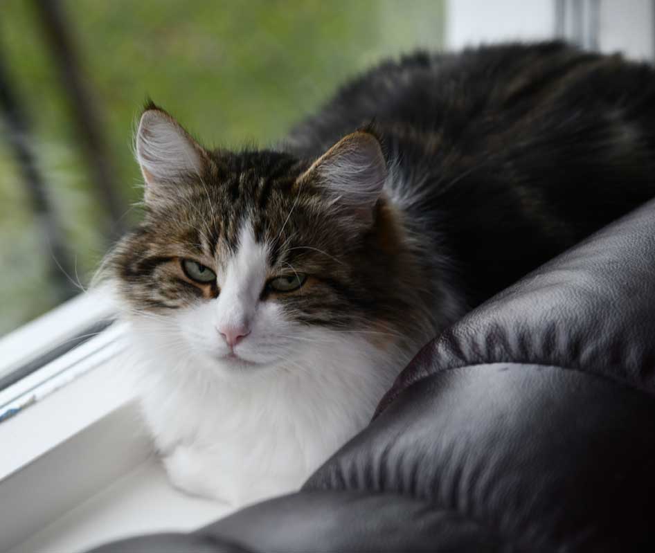 Sibirisk katt Vickie