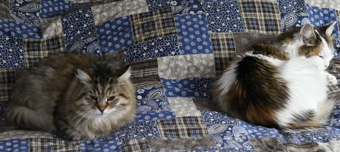 Sibirisk katt Gabbie o Tracie