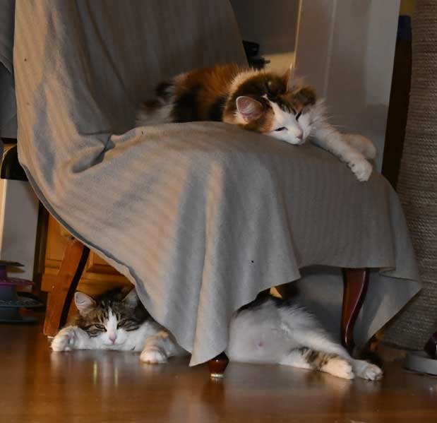 Sibirisk katt Vicckie o Tracie