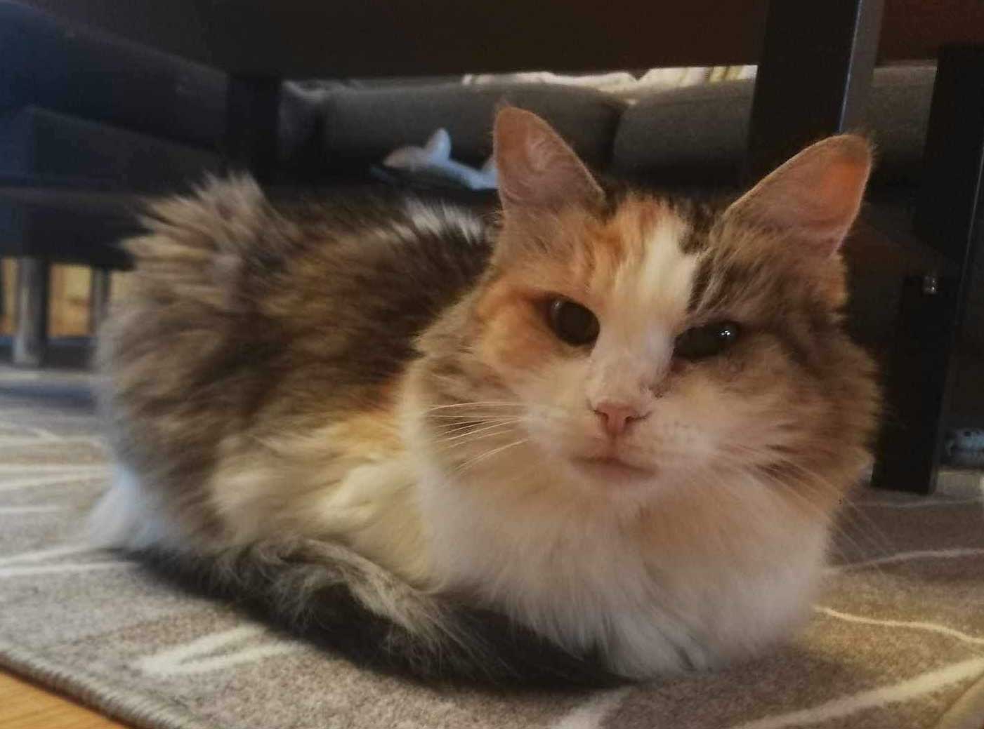 Sibirisk katt Colbie