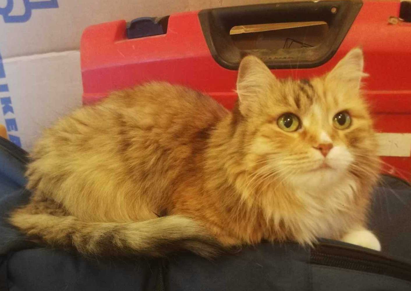 Sibirisk katt Dani