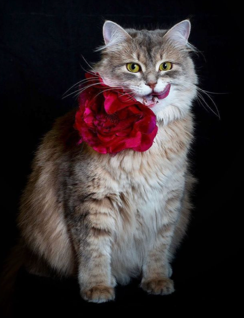 Sibirisk katt Fabiola