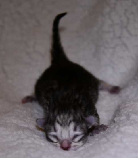 Sibirisk kattunge Nike