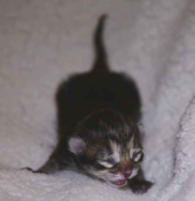 Sibirisk kattunge Nele
