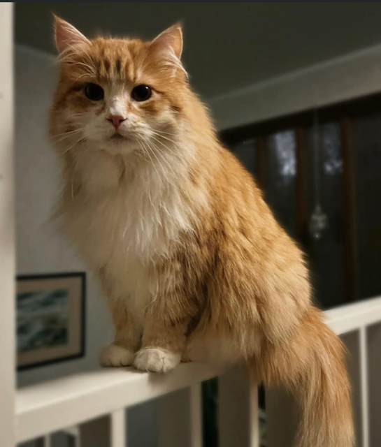 Sibirisk katt Flynn