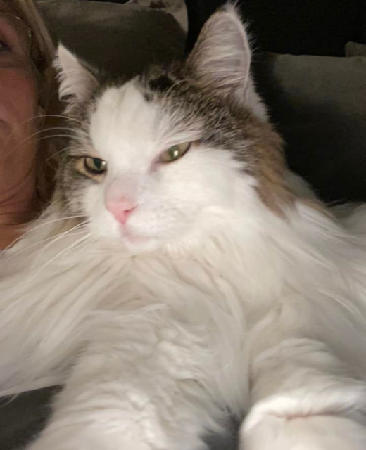 Sibirisk katt Quincy