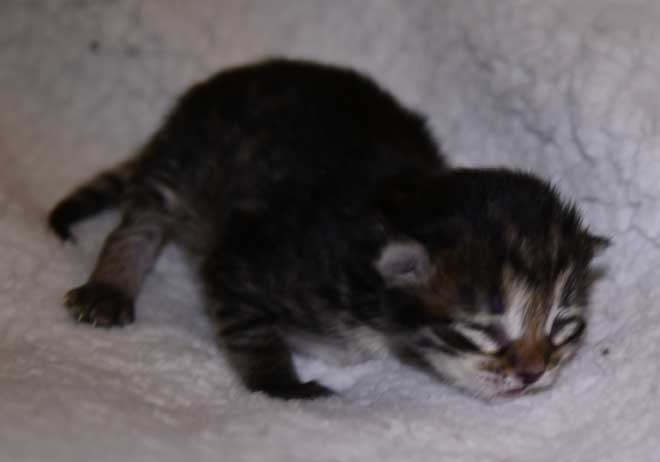 Sibirisk kattunge Nele