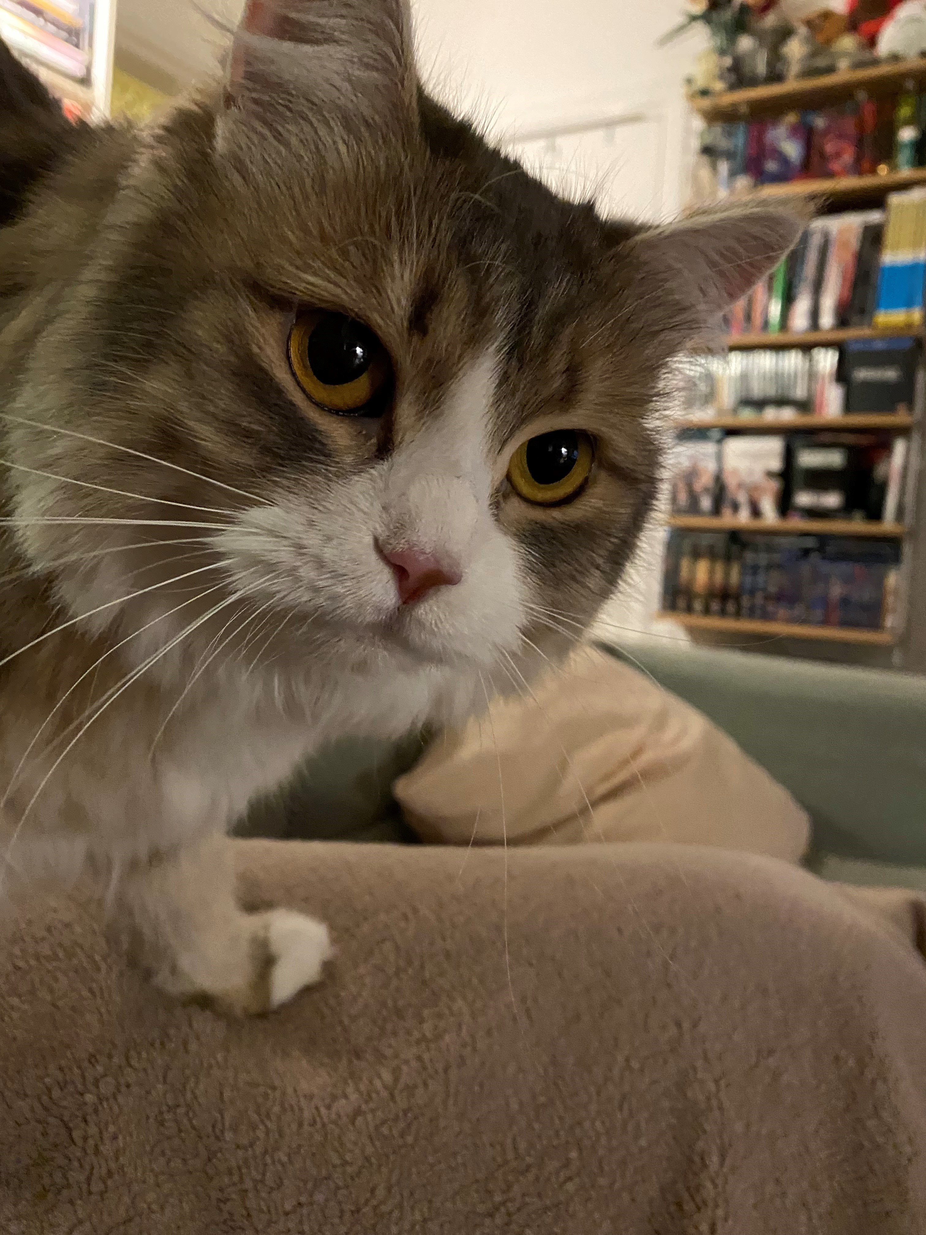 Sibirisk katt Fantasia