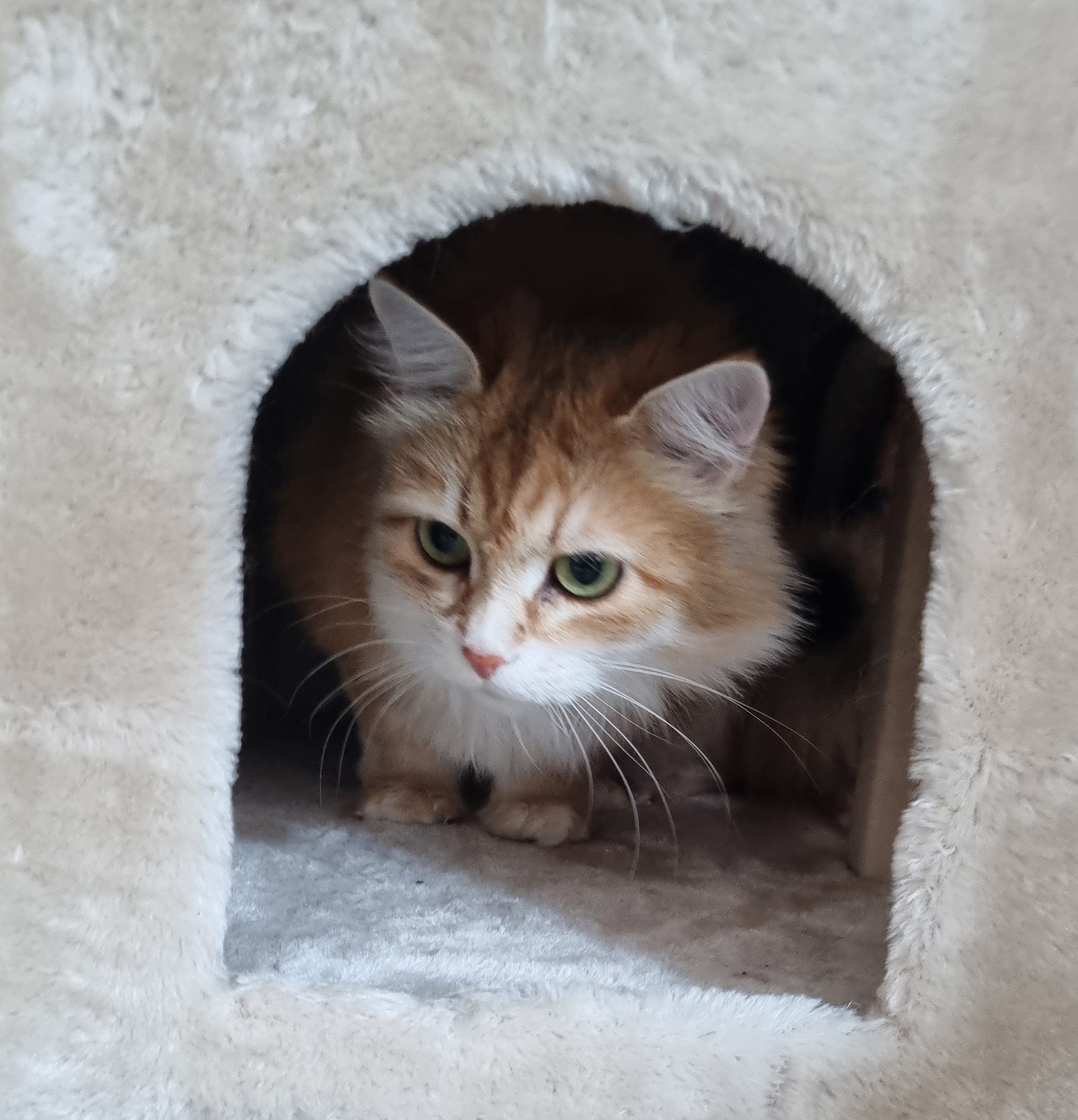 Sibirisk katt Marilyn