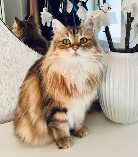 Sibirisk katt Yoko