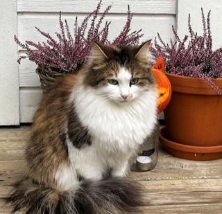 Sibirisk katt Edda