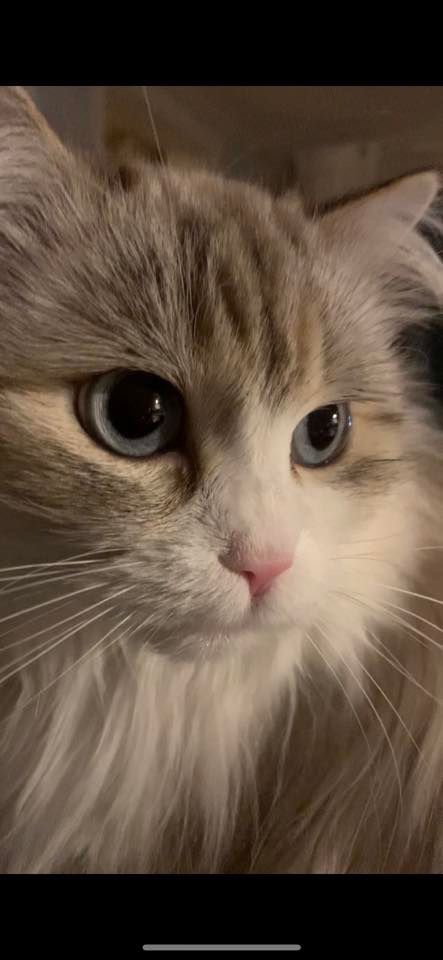 Neva Masquerade katt Siri