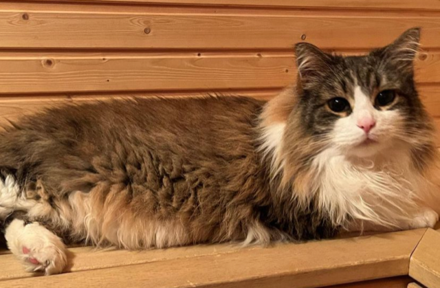 Sibirisk katt Valentine