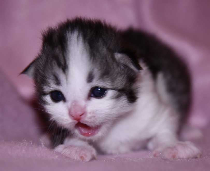 Sibirisk kattunge Noël
